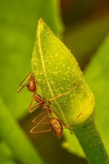 Ant on the Bud 01