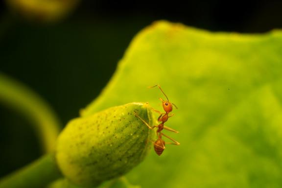 Ant on the Bud 04