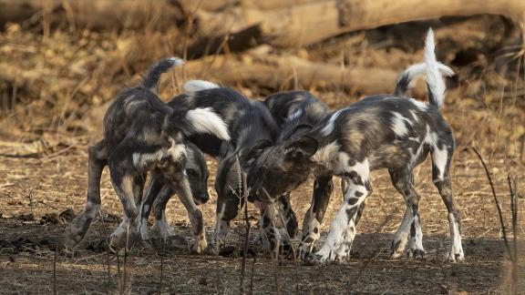 AWD Scavenging