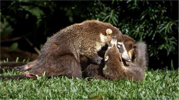 Coatis Playing on Lawn