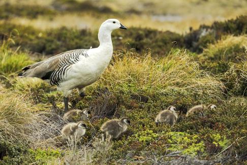 Upland Geese 5 Chicks w Papa