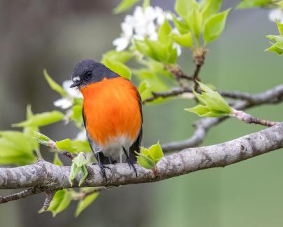 Robin in Spring