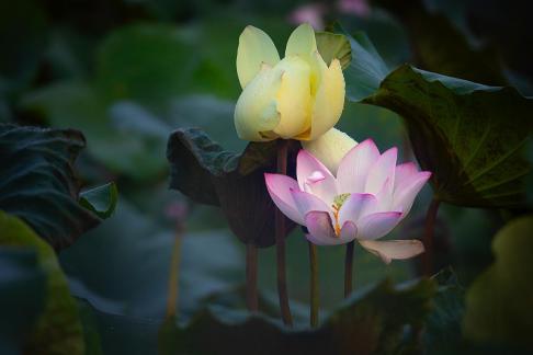 Lotus flowers in different colours