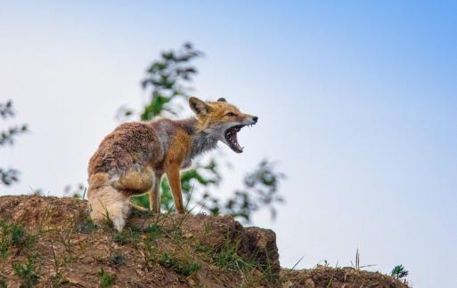 Fox shouting 2