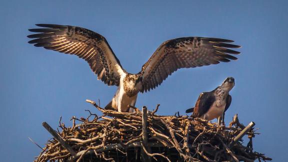 Ospreys Guarding the Nest