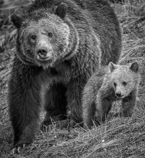 GRIZZLY BEAR AND CUB 1