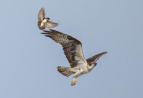 Eastern Kingbird chasing Osprey