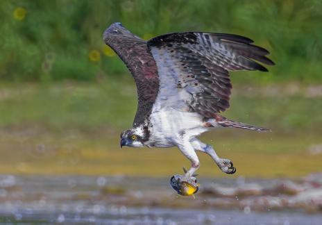 Osprey with catch 86