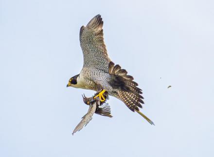 Falcon with bird 7