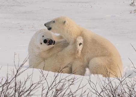 Polar Bears Playing 11