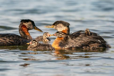 Red-necked grebe Babies 19