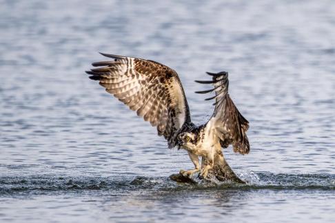 Osprey Bringing Home Fish 26