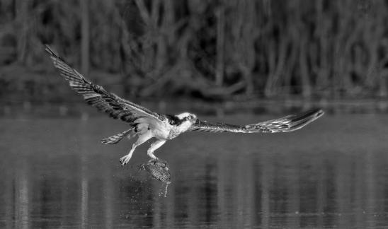 Osprey with catch 28