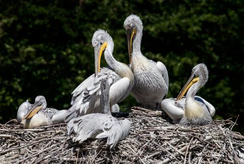 Famille pelicans