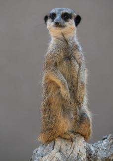 Suricate a Upie 1