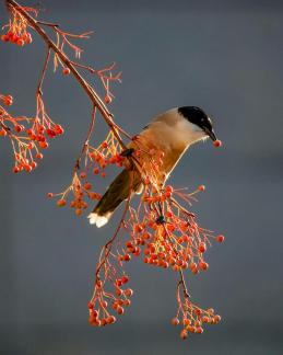 Azure-winged magpie10