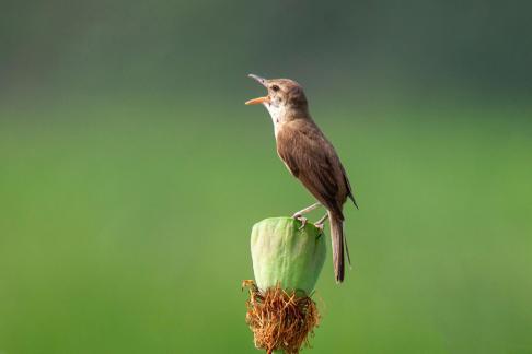 Great Reed Warbler 07