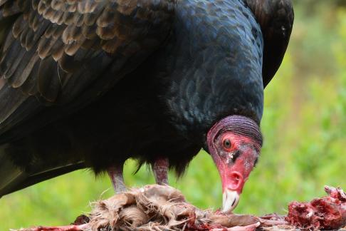 Turkey vulture 8