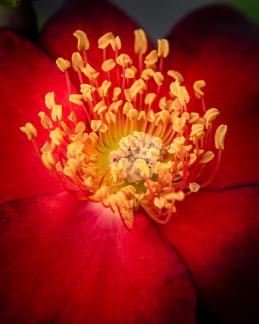 Yellow stamens