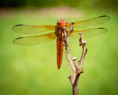 Orange Dragonfly