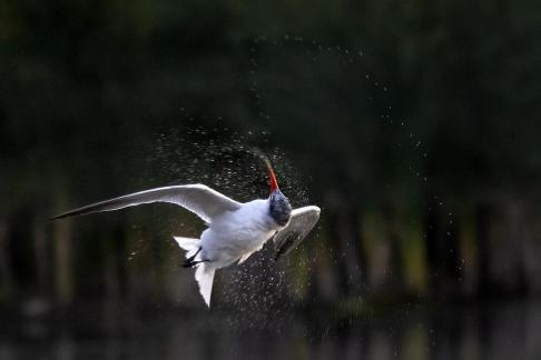 Twisting Tern