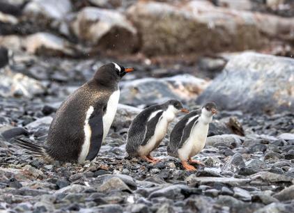 Gentoo Family in the Rain