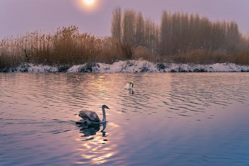 Sunset swan Lake