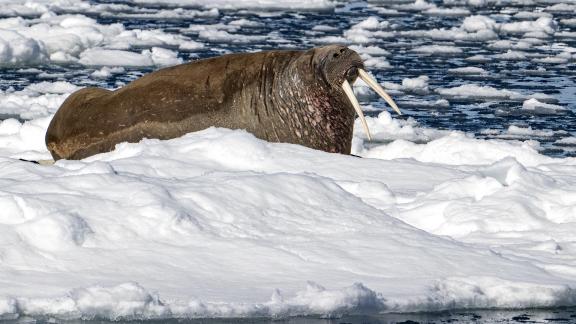 Arctic walrus 4