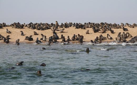 Cape seals_12