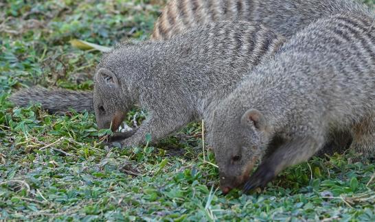 Mongooses