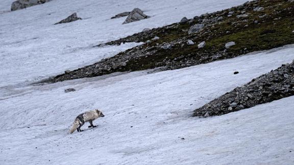 Walking alone in Arctic