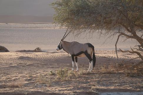 Oryx gazella_7