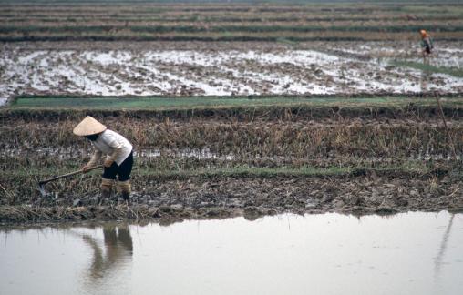 Wet agriculture