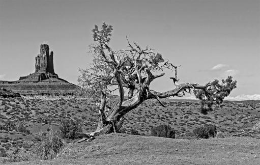 Monument Valley Juniper