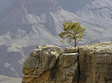 Grand Canyon Juniper