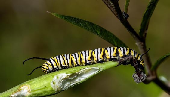 Monarch Caterpillar