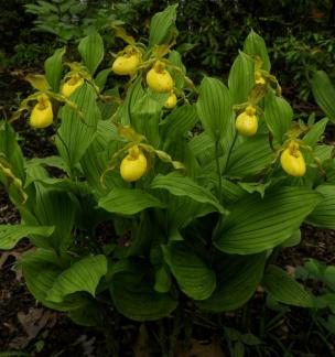 Yellow Lady Slippers