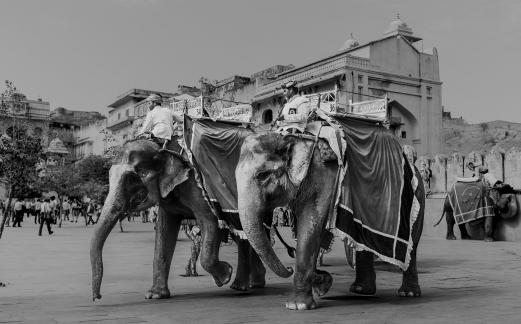 Elephant Ride In Jodhpur 102