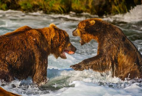 Grizzly Fighting