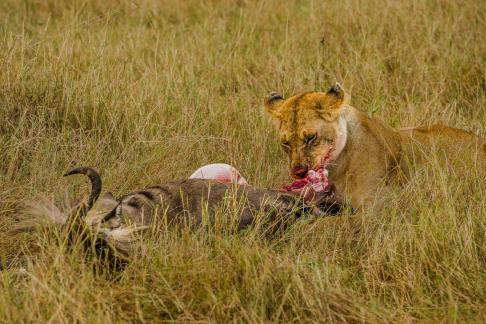 Lion Devouring Her Prey 103