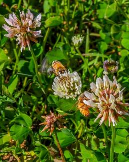 Bees in Clover