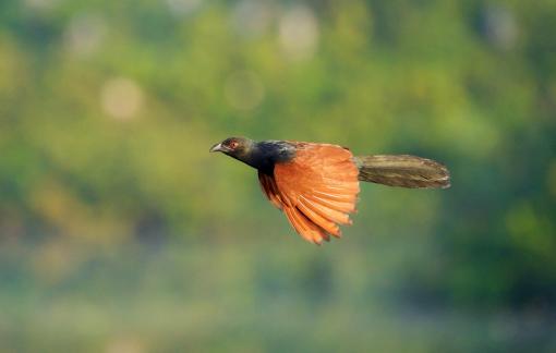 Coucal in Flight