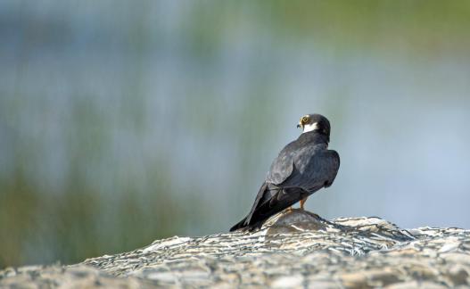 Eurasian Hobby