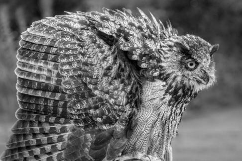 Fluffy Eurasian Eagle Owl 7647