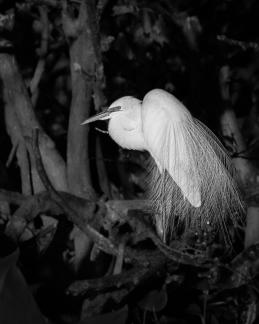 Sunset Great Egret 1312