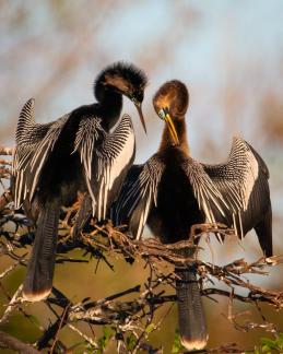 Two Anhingas Preening