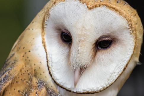 Barn Owl Close Up