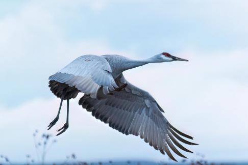 Sandhill Crane in Flight 1359