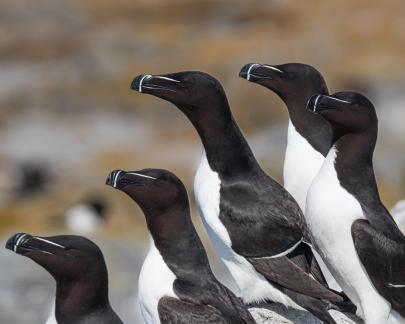 Razorbills watching