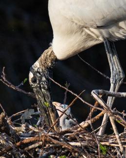 Wood stork chick